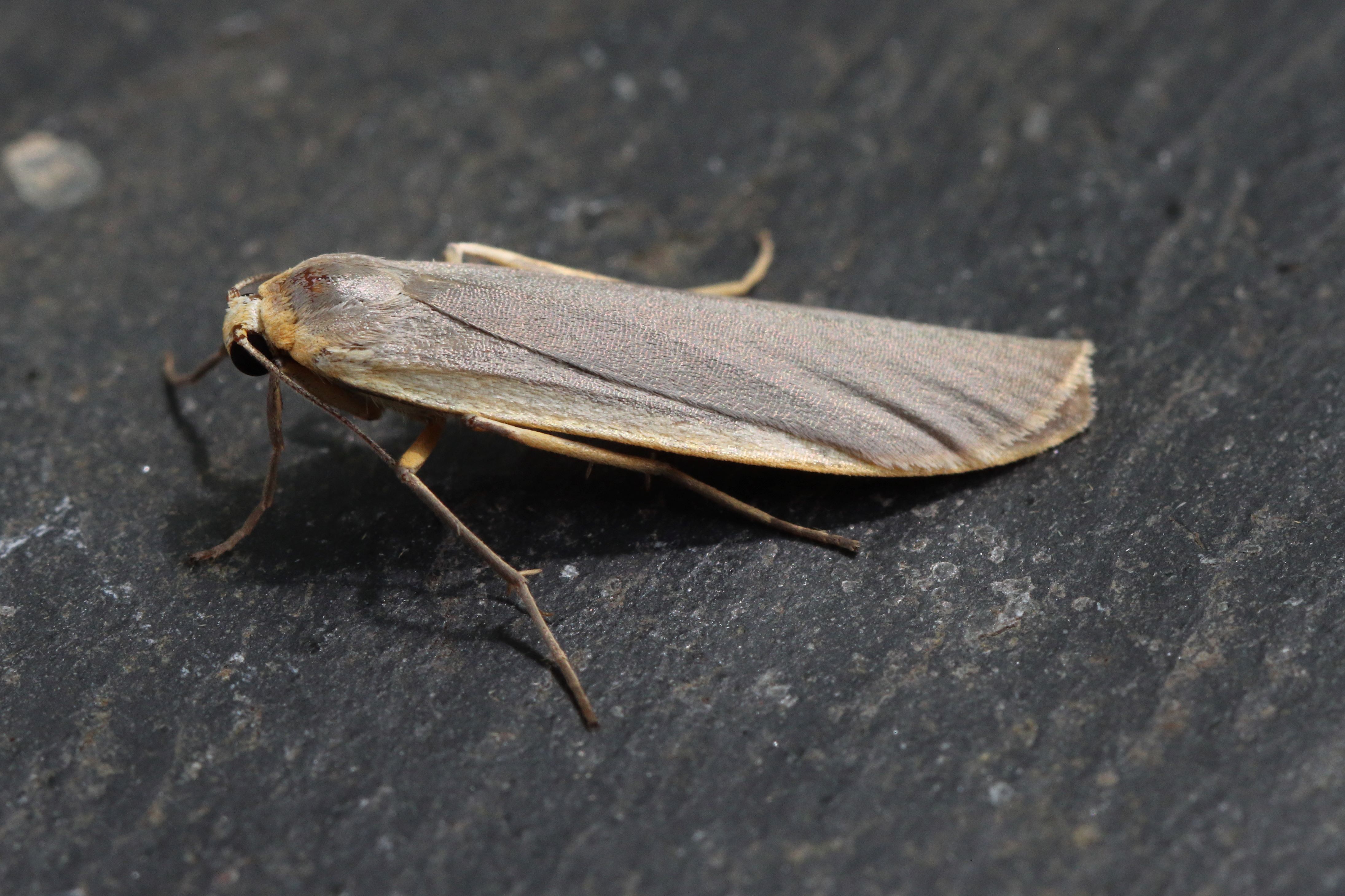Photo of Common Footman (Eilema lurideola)